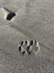 Следы лисицы на песке у моря