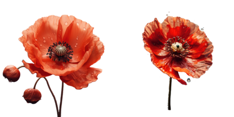 Red poppy in summer on transparent background