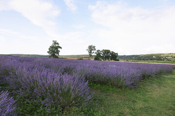 Blooming lavender growing in field under beautiful sky