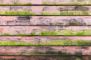Old grungy wall with green lichen on pink weathered boards