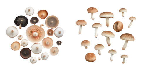 Multiple mushrooms seen from above on transparent background