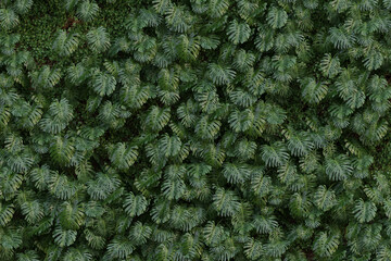 Green Wall & Plants Textures - Backgrounds