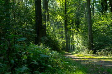 Fototapeta na wymiar Waldweg mit Wanderpfad