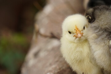 Pareja de pollitos recién nacidos limpiándose el pelaje