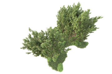 Obraz premium Realistic forest isolated on transparent background. 3d rendering - illustration