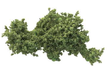 Obraz premium Realistic forest isolated on transparent background. 3d rendering - illustration