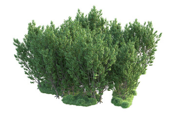 Obraz premium Realistic forest isolated on transparent background. 3d rendering - illustration