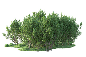 Fototapeta premium Realistic forest isolated on transparent background. 3d rendering - illustration