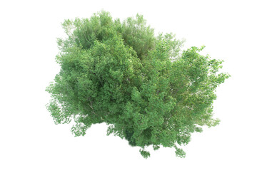Obraz premium Realistic forest isolated on transparent background. 3d rendering - illustration