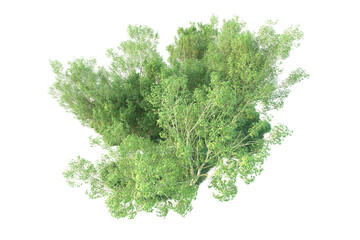 Obraz premium Realistic forest isolated on transparent background. 3d rendering - illustration