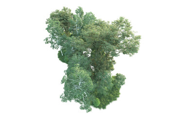 Realistic forest isolated on transparent background. 3d rendering - illustration