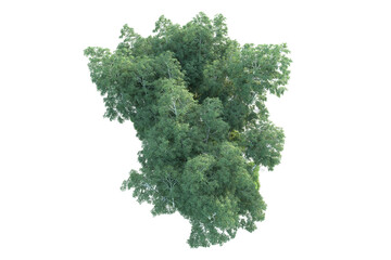 Realistic forest isolated on transparent background. 3d rendering - illustration