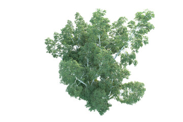 Obraz premium Realistic forest isolated on transparent background. 3d rendering - illustration