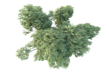 Obraz premium Realistic forest isolated on transparent background. 3d rendering - illustration