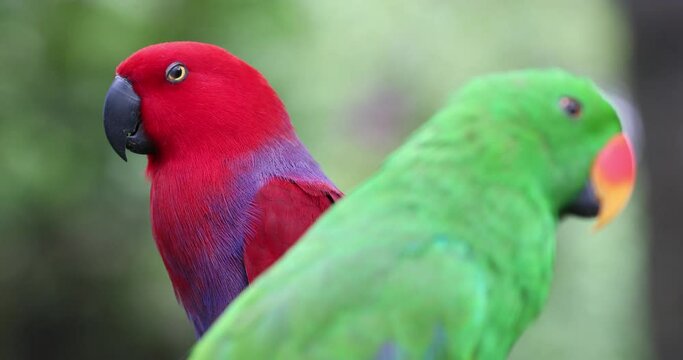 Moluccan eclectus, nuri bayan, eclectus rotatus, parrot, beautiful bird