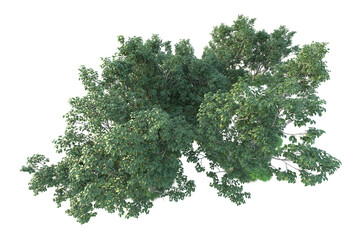 Obraz premium Realistic forest isolated on transparent background. 3d rendering - illustration