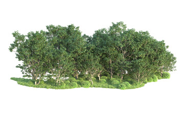 Realistic forest isolated on transparent background. 3d rendering - illustration