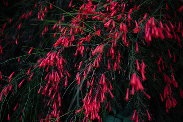 Red flowers background. Dark photo of firecracker. Summer nature wallpaper