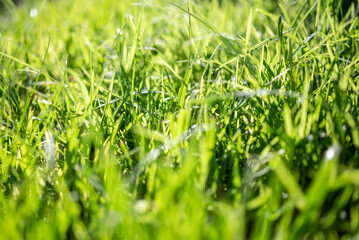 Sunny grass background. Backlit grass closeup. Grassy meadow on a sunny day