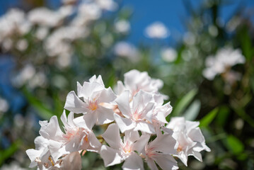 White flowers of oleander on green leaves and blue sky background on a sunny day