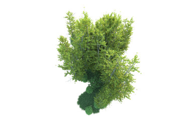 Obraz premium Realistic forest isolated on transparent background. 3d rendering - illustration