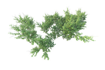 Realistic forest isolated on transparent background. 3d rendering - illustration