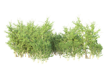 Realistic forest isolated on transparent background. 3d rendering - illustration