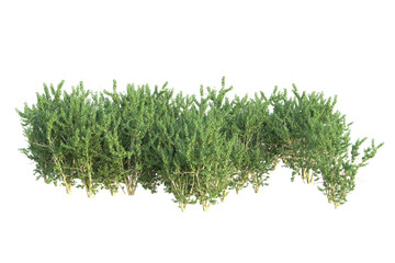 Realistic forest isolated on transparent background. 3d rendering - illustration