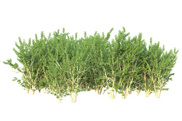 Realistic forest isolated on transparent background. 3d rendering - illustration