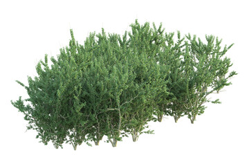 Realistic forest isolated on transparent background. 3d rendering - illustration