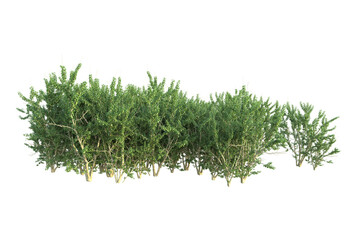 Realistic forest isolated on transparent background. 3d rendering - illustration