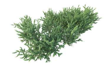 Realistic forest isolated on transparent background. 3d rendering - illustration