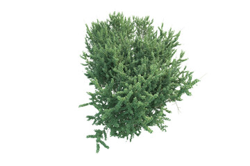 Realistic forest isolated on transparent background. 3d rendering - illustration