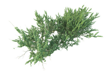 Realistic forest isolated on transparent background. 3d rendering - illustration