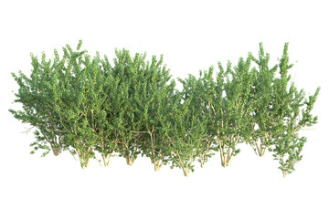 Realistic forest isolated on transparent background. 3d rendering - illustration