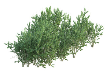 Realistic forest isolated on transparent background. 3d rendering - illustration