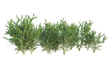 Realistic forest isolated on transparent background. 3d rendering - illustration