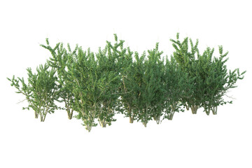 Realistic forest isolated on transparent background. 3d rendering - illustration