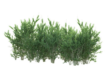 Realistic forest isolated on transparent background. 3d rendering - illustration