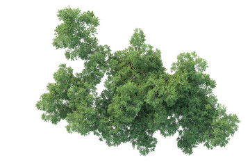 Realistic forest isolated on transparent background. 3d rendering - illustration