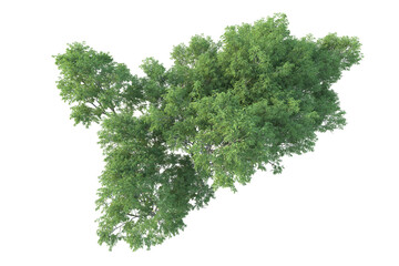 Realistic forest isolated on transparent background. 3d rendering - illustration