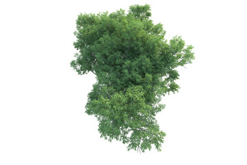 Realistic forest isolated on transparent background. 3d rendering - illustration
