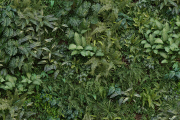 Green Wall & Plants Textures - Backgrounds