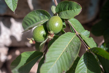 Guava fruit growing on a tree branch among green leaves. Psidium guajava