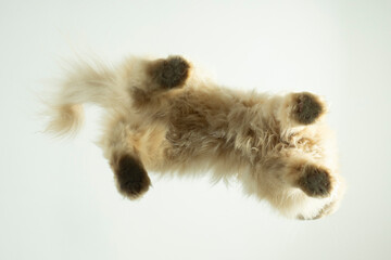 katze persakatze perspektive