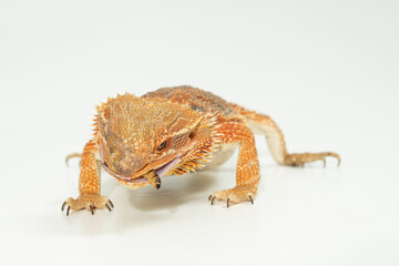 bartagame essen