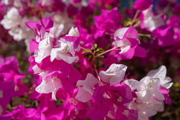 White and pink flowers of bougainvillea on blue sky background. Miss universe