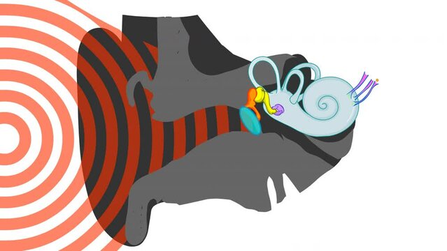 How we do hear. Sound journey animation. Ear anatomy article. Structure  middle, inner diagram. Eardrum, semicircular, bones, auditory ossicles, malleus incus stapes, tympanic cavity. Medical Video