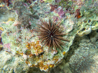 Sea urchin on a coral reef in the Red Sea