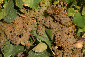 Bunches of white ribeiro grapes at their ripening point for harvesting
